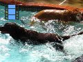 2010-09_04 Hemi Liberty Hill Open Swim_0011